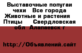 Выставочные попугаи чехи - Все города Животные и растения » Птицы   . Свердловская обл.,Алапаевск г.